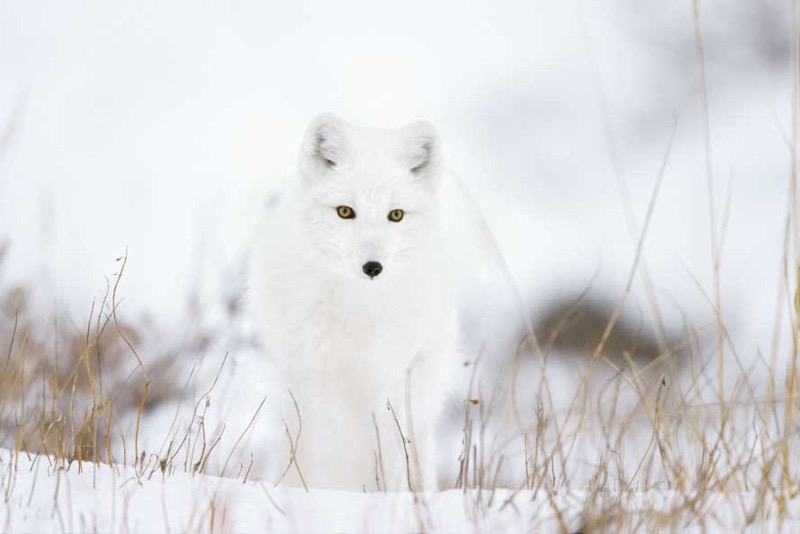 Der Polarfuchs kommt im Winter wie ein Gespenst daher. Auf leisen Sohlen kann er sich so unbemerkt an seine Beute heranpirschen. (Foto: Konrad Wothe)