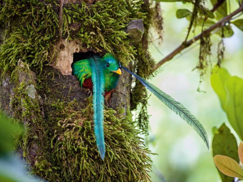 Die bunten Schwanzfedern des Quetzals sind bis zu einem Meter lang und passen deshalb nicht vollständig in seine Bruthöhle. Aufgrund seiner Schönheit wurde der mittelamerikanische Vogel bereits von den Mayas und Azteken als Gottheit verehrt. (Foto: Konrad Wothe)