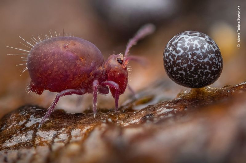 Alexis-Tinker-Tsavalas-Wildlife-Photographer-of-the-Year