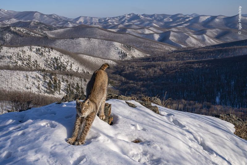 Igor-Metelskiy-Wildlife-Photographer-of-the-Year