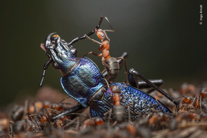 Ingo-Arndt-Wildlife-Photographer-of-the-Year