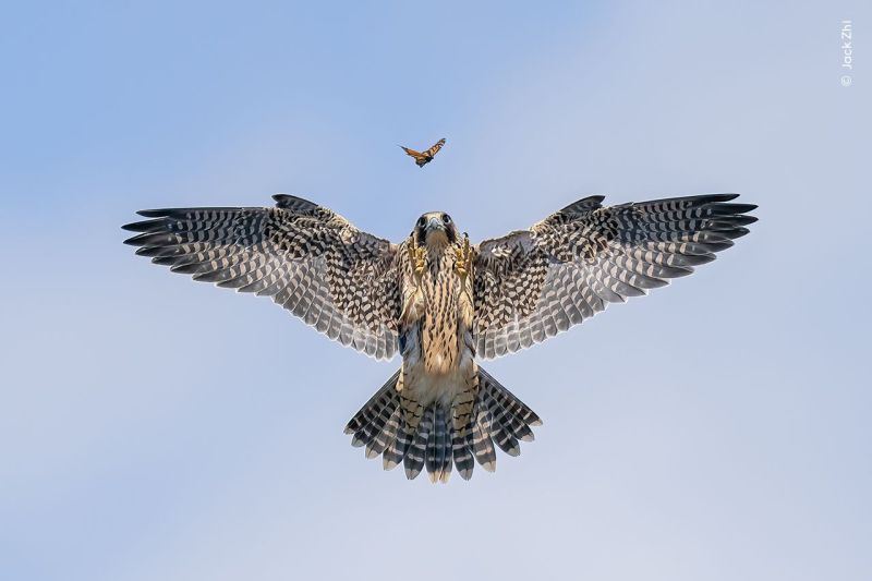 Jack-Zhi-Wildlife-Photographer-of-the-Year