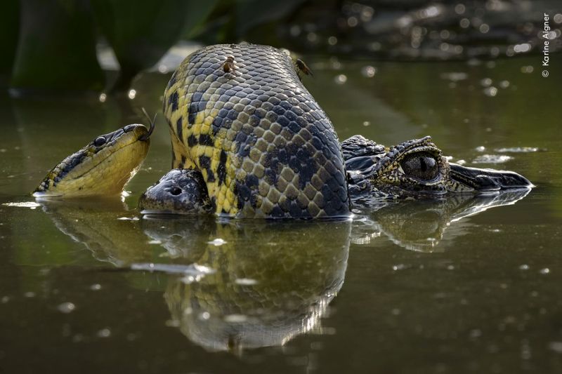 Karine-Aigner-Wildlife-Photographer-of-the-Year