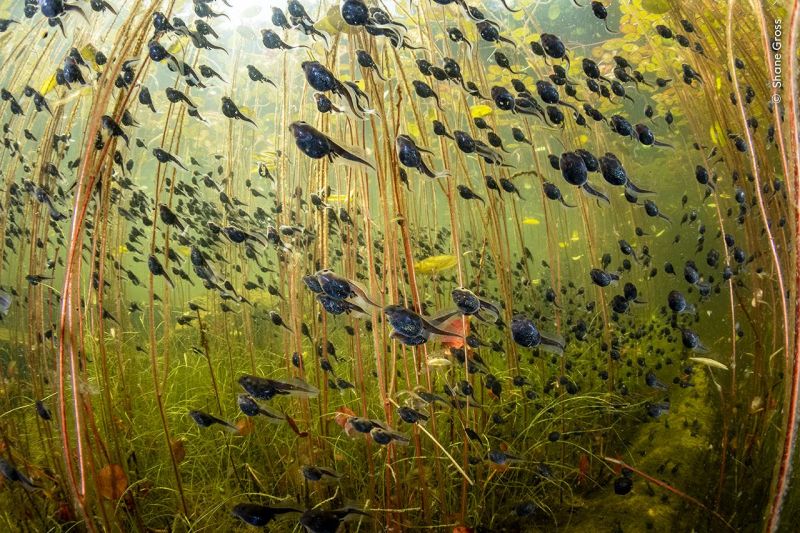 Shane-Gross-Wildlife-Photographer-of-the-Year