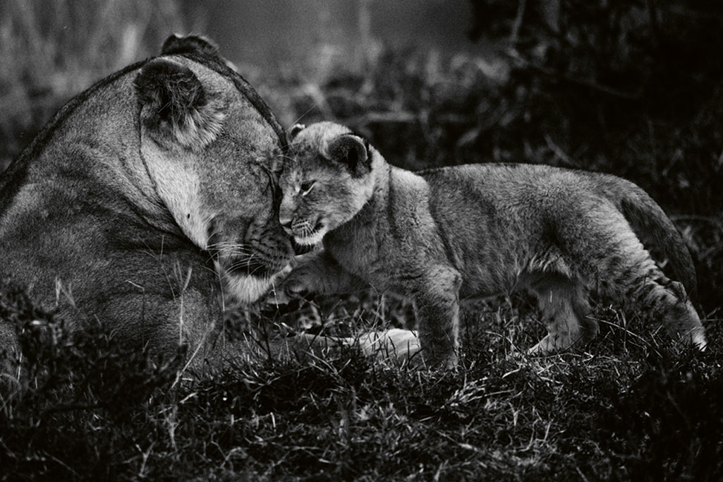Preuve d'amour, Kenya 2014 (Bild: 2019 Laurent Baheux. Alle Rechte vorbehalten.)