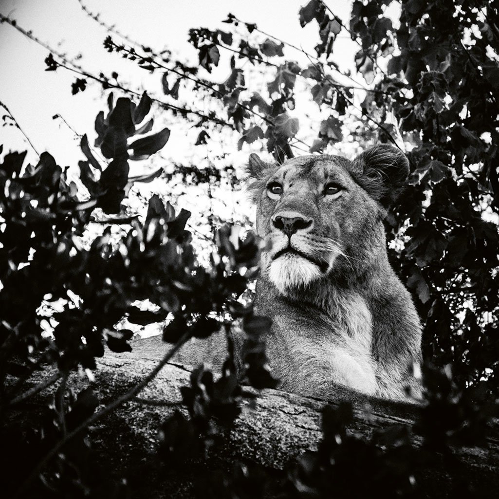 Lionne scrutant l'horizon, Tanzania 2018 (Bild:  2019 Laurent Baheux. Alle Rechte vorbehalten.)