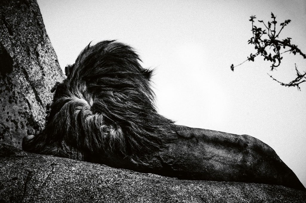 Dos de lion, Tanzania 2018 (Bild: 2019 Laurent Baheux. Alle Rechte vorbehalten.)