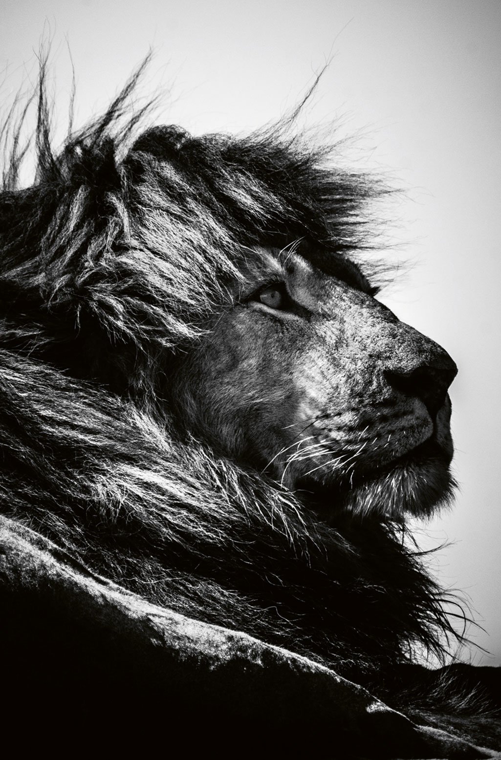 Lion looking at bird, Tanzania 2018 (Bild: 2019 Laurent Baheux. Alle Rechte vorbehalten.)