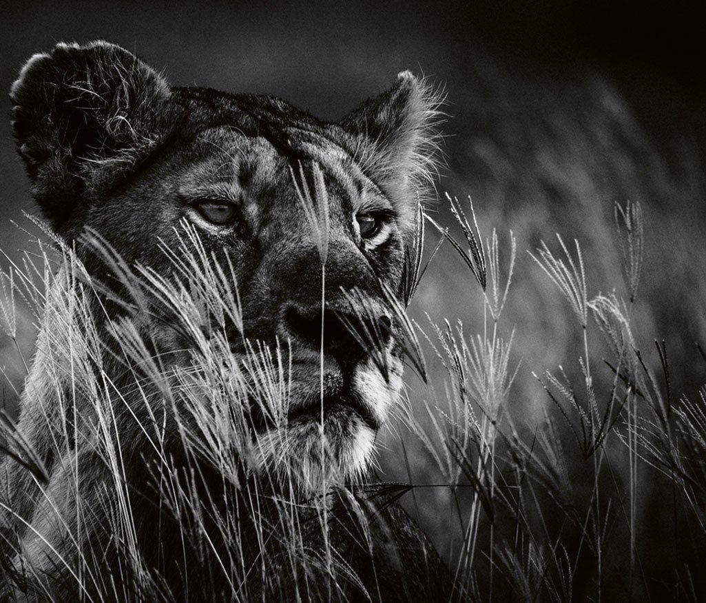 La Lionne à l'affût, Tanzania 2018 (Bild: 2019 Laurent Baheux. Alle Rechte vorbehalten.)