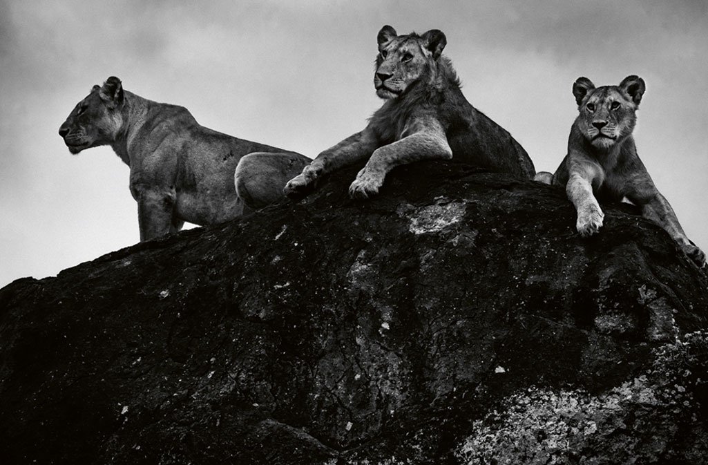Three lions on a rock, Kenya 2018 (Bild: 2019 Laurent Baheux. Alle Rechte vorbehalten.)