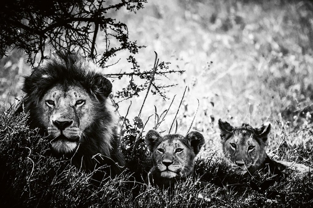 Lion cubs and father, Tanzania 2018 (Bild: 2019 Laurent Baheux. Alle Rechte vorbehalten.)