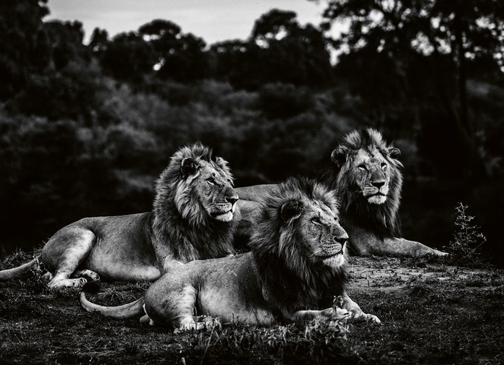 Three brothers after sunset, Kenya 2019 (Bild:  2019 Laurent Baheux. Alle Rechte vorbehalten.)