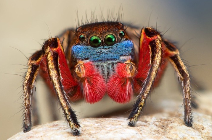 Bestes Bild Januar 2017: Schöne Spinne (Foto: Thomas Shahan)