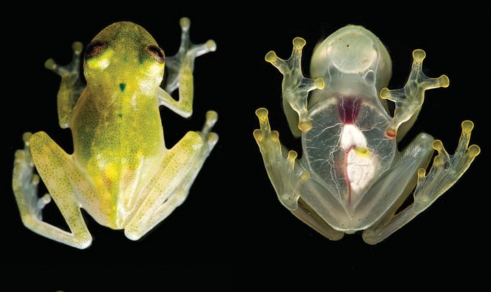 Bestes Bild Juni 2017: Frosch mit Durchsicht (Foto: Jaime Culebras und Ross Maynard)