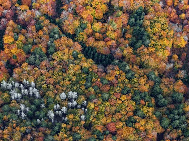 1_Bayerischer-Wald_005_DS1