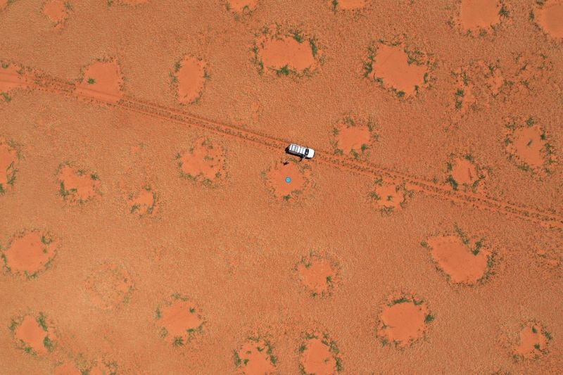 Nach ergiebigem Regen schließen sich vereinzelt Feenkreise wieder, Gräser wachsen auch im Innenbereich (aufgenommen wie das vorherige Foto in der Namib-Wüste). (Bild: Stephan Getzin)