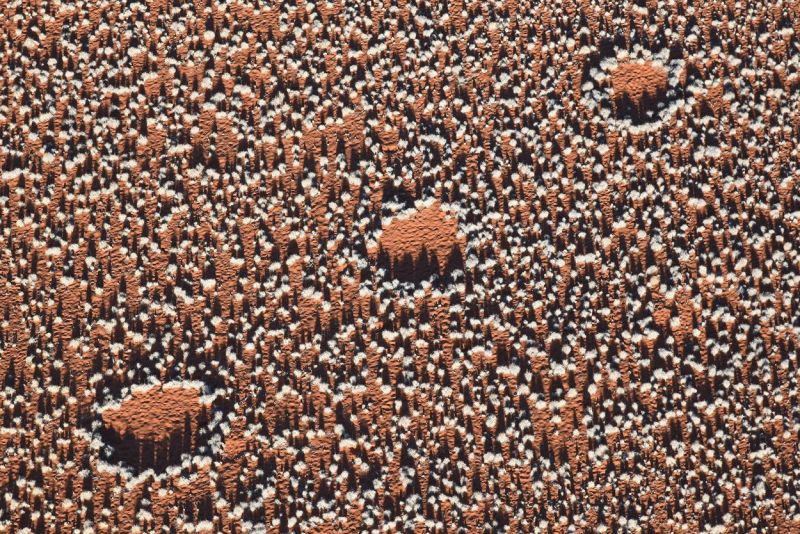 Auch die Wuchshöhe der Gräser scheint die Selbstorganisations-Theorie zu bestätigen: Die höchsten Pflanzen wachsen direkt an den Rändern der Feenkreise. (Bild: Stephan Getzin)