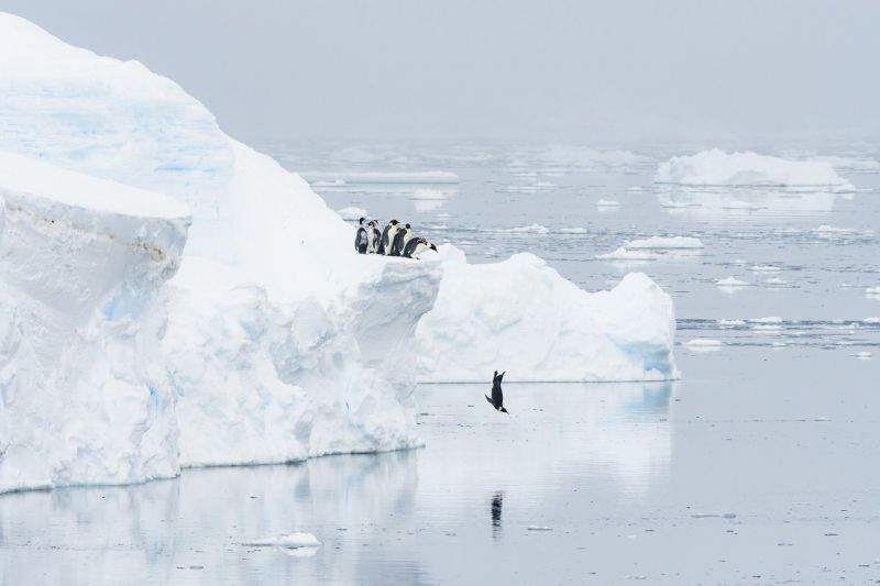 Ausgewachsene Kaiserpinguine (Aptenodytes forsteri) und 20 bis 24 Wochen alte Jungvögel springen ins Meer. (Bild: 2020 Stefan Christmann)