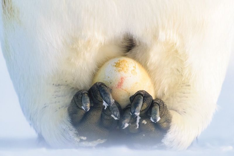 Kaiserpinguin (Aptenodytes forsteri) beim Ausbrüten eines kurz zuvor gelegten Eies auf den Füßen. (Bild: 2020 Stefan Christmann)