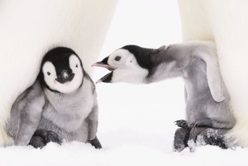 Kaiserpinguin (Aptenodytes forsteri), zwei sechs bis acht Wochen alte Küken, die auf den Füßen ihrer Eltern gewärmt werden, eines macht Singübungen. (Bild: 2020 Stefan Christmann)
