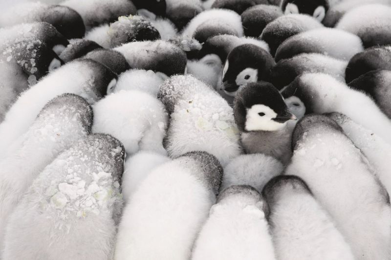 „Huddling“ - sich zusammendrängende Kaiserpinguin-Küken (Bild: 2020 Stefan Christmann)