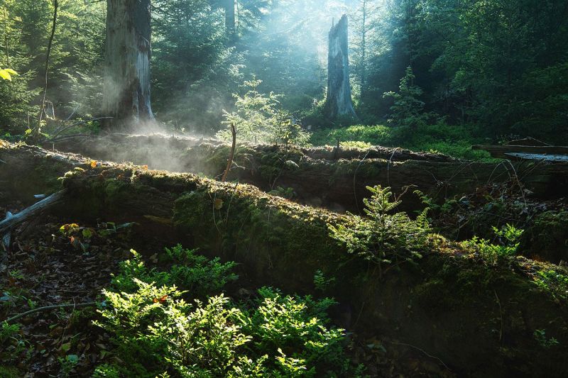 Die Sonnenstrahlen geben einen Blick aufs Unterholz frei. (Bild © Kilian Schönberger/ aus Grenzenlose Wildnis)