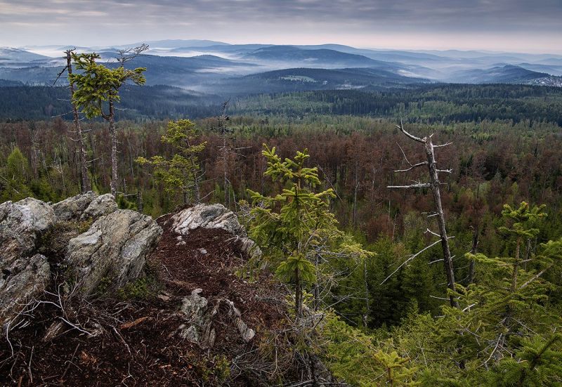 Von diesem Felsvorsprung aus kann man den Nadelwald überblicken. (Bild © Kilian Schönberger/ aus Grenzenlose Wildnis)