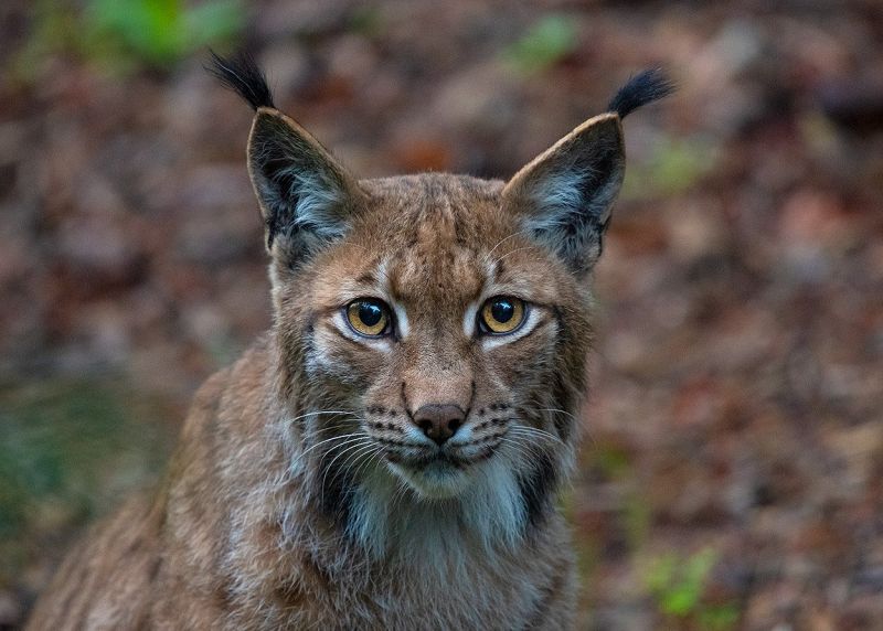 Tierisch nah: Auf dieser frontalen Nahaufnahme sieht der Luchs fast harmlos aus. (Bild © Axel Gomille/ aus Grenzenlose Wildnis)