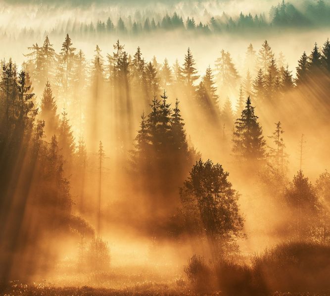 Sonnenstrahlen finden ihren Weg durch die Bäume. (Bild © Kilian Schönberger/ aus Grenzenlose Wildnis)