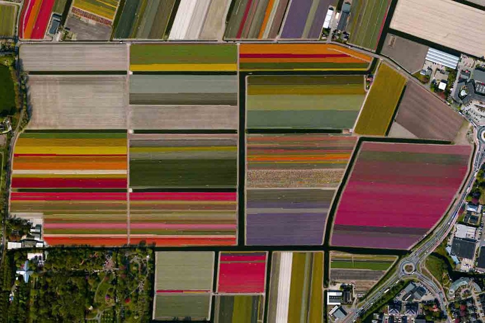 Die Tulpenfelder in Lisse in den Niederlanden. Foto: Daily Overview