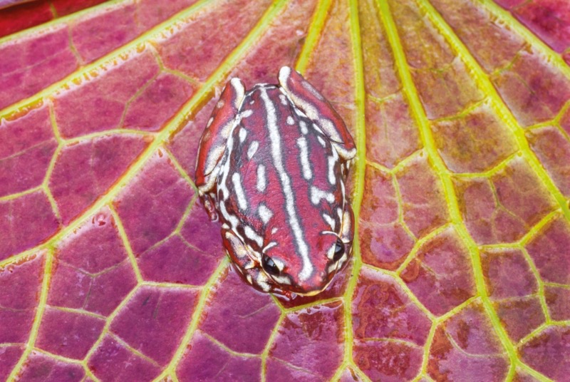 Pracht-Riedfrosch auf einem Blatt im Regenwald von Botswana. (Foto: Art Wolfe)