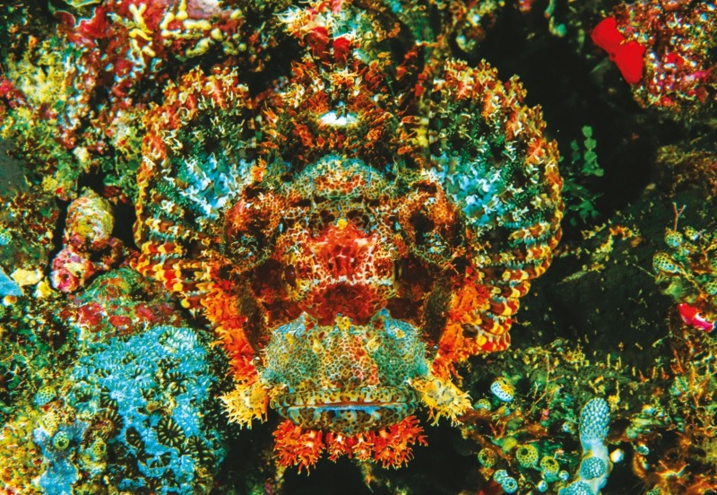 Papua-Drachenkopf, der Korallen ähnelt. (Foto: Art Wolfe)