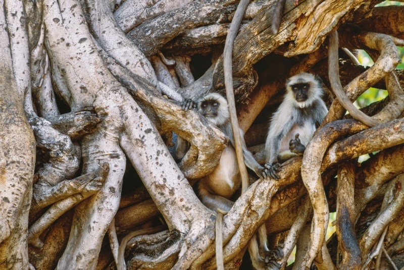 Bengalische Hanuman-Langure auf Bäumen in Indien. (Foto: Art Wolfe)