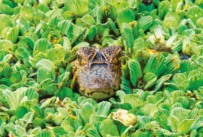 Krokodilkaiman zwischen Wasserpflanzen in Venezuela. (Foto: Art Wolfe)