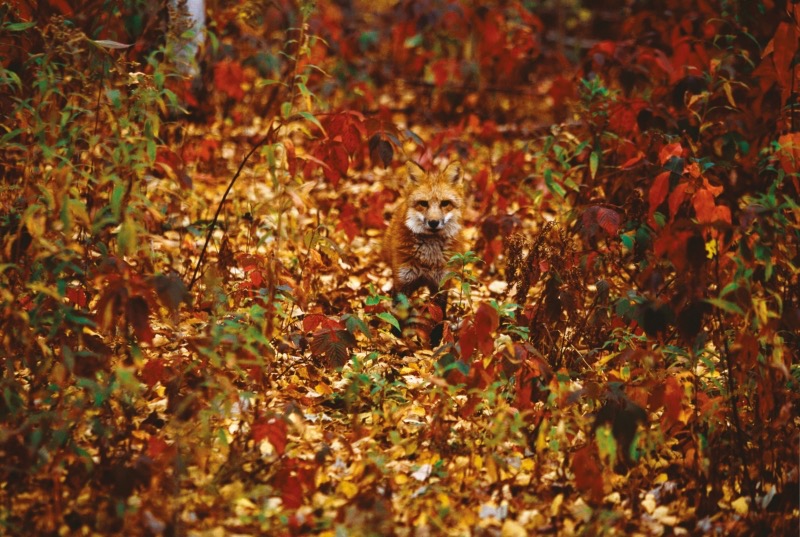 Rotfuchs im herbstlichen Wald von Minnesota. (Foto: Art Wolfe)