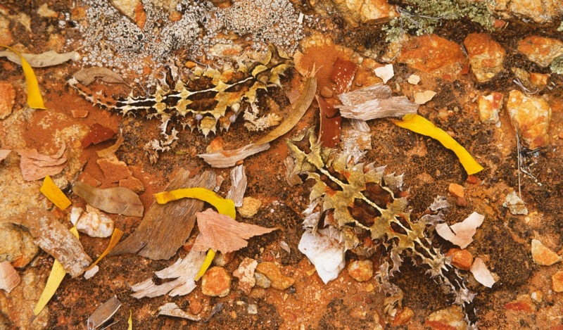 Moloch horridus, ein stacheliges australisches Reptil. (Foto: Art Wolfe)
