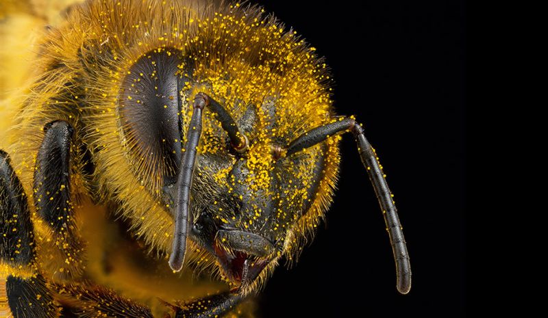Arbeitsbiene mit Pollen