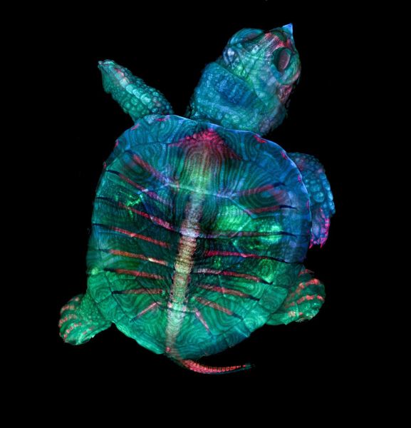 Schildkroetenembyo