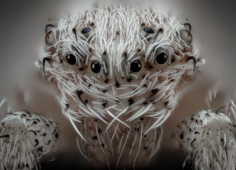 Spinne 20-fache Vergroesserung