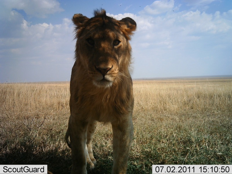 Junger Loeve Serengeti