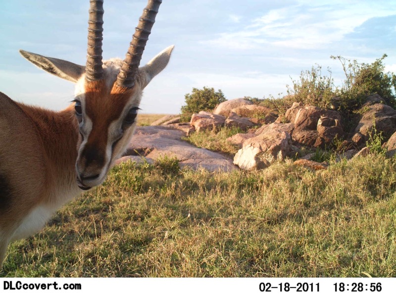 Thomson-Gazelle