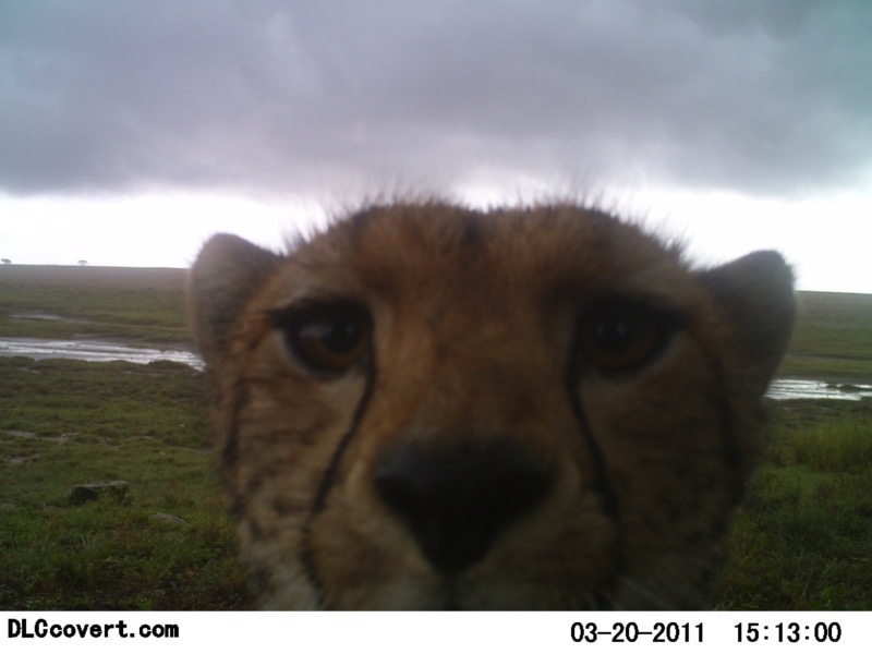 Gepard