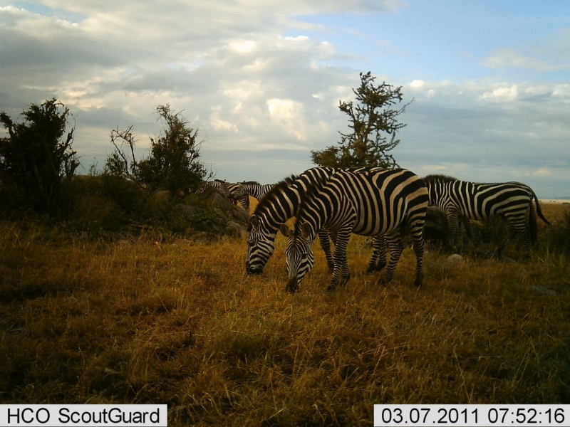 Zebras Serengeti