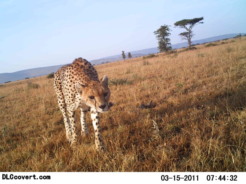 Gepard Kamerafalle