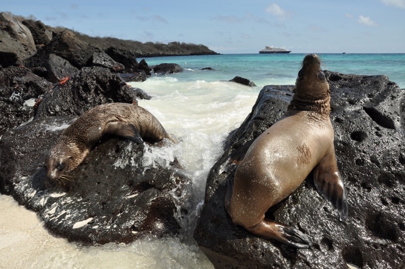 Galapagos-Seeloewe