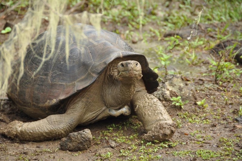 Galapagos-Riesenschildkroete