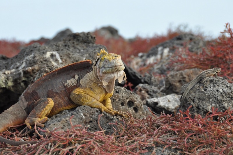 Landleguan Drusenkopf