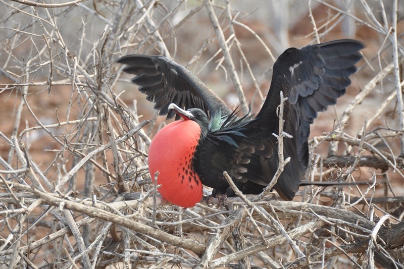 Prachtfregattvogel