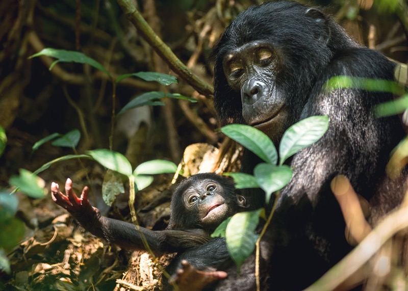 Bonobos im Regenwald