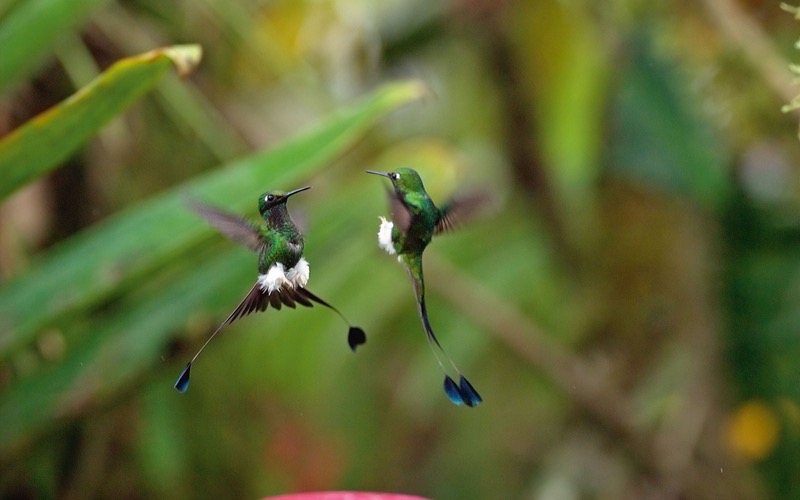 Flaggensylphen Kolibris